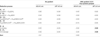 The Redox-Active Tyrosine Is Essential for Proton Pumping in Cytochrome c Oxidase